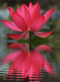 Lotus röd